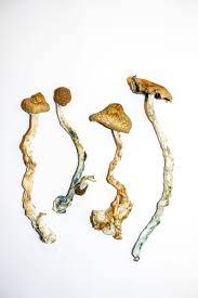 Buy Golden Teachers Magic Mushrooms Online | Magic Mushrooms Dispensary
