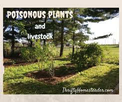 Poisonous Plants And Livestock