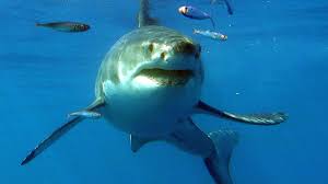white sharks return to cape cod