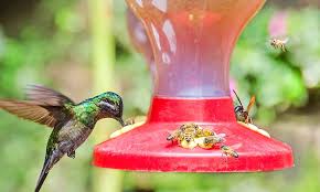 keep bees away from hummingbird feeders