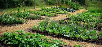 5 Tips For Planning Your Vegetable Garden