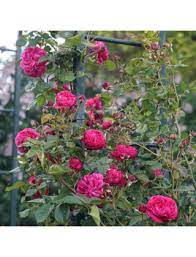 rosier grimpant rose salma es said