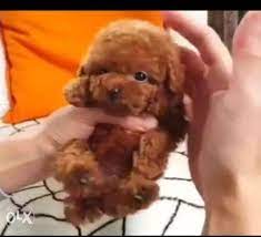 imported toy poodle puppies top quality