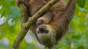 bing image international sloth day