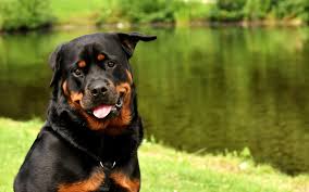rottweiler dog character t care