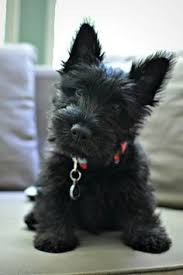 122 Best Scottish Terrier Puppy Images Scottish Terrier
