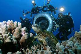 Почему в океане живут только гетеротрофные организмы? Все тайны подводного мира