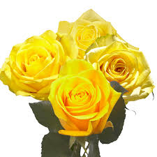 one dozen yellow roses fresh flower