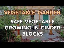 Safe Vegetable Growing In Cinder Blocks