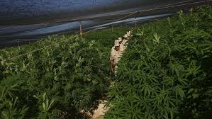 En méxico, el poder legislativo se encuentra analizando la posibilidad de legalizar y regularizar la marihuana. Riesige Hanfplantage In Mexiko Entdeckt Wie Die Drogenkartelle Millionen Machen