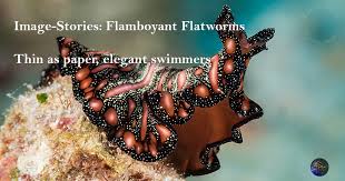 reef image stories flamboyant worms