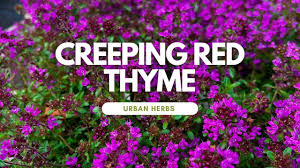 red creeping thyme plants urban herbs