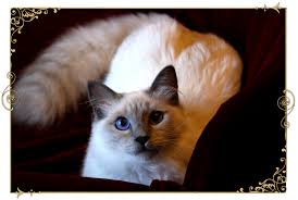 The siamese cat is one of the first distinctly recognized breeds of asian cat. Traditional Siamese Cat Breeder Kittens For Sale Applehead Old Style Siamese Balinese Kittens For Sale In Illinois Chicago