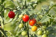 should-you-top-tomato-plants