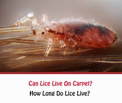 can lice live on carpet