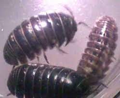 Sow Bugs Pill Bugs Pest Control Canada