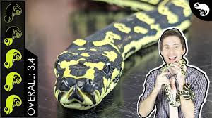 carpet python s sleeping child