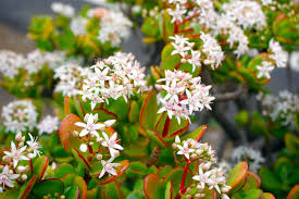 Jade plants require very little watering, and most can be grown in a small pot on a windowsill that receives a in late fall into early winter, it can flower with pink and white flowers. Crassula Ovata Care Growing Tips Horticulture Co Uk