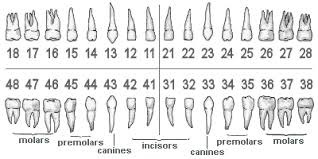 Fdi Two Digit Tooth Numbering System Chart For Adult Teeth