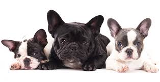 Handsome french bulldogs sapphire and mary. 16 French Bulldog Colors Common Rare With Pictures Happy French Bulldog