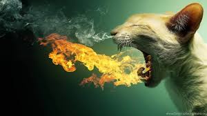 Tons of awesome funny hd wallpapers 1080p to download for free. Wallpapers Funny Flaming Cat 1920 X 1080 Strange Funny Weird Desktop Background