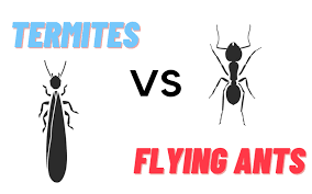 termites and flying ants what s the