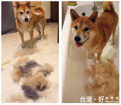 狗狗換毛季又到了！ 梳毛方法、照護原則報你知| 台灣好新聞TaiwanHot