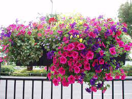 choose bedding plants for a bright