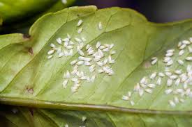 how to identify and control whiteflies