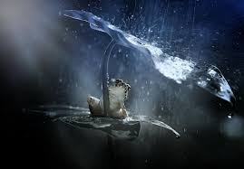 Image result for frog in the rain