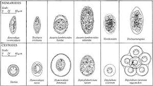 Comparative Egg Morphology For Different Nematodes Google