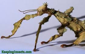 general facts about stick insects