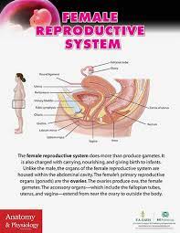 This part takes the male and female halves of the equation one at a. Anatomy And Physiology Reproductive System Anatomy Drawing Diagram