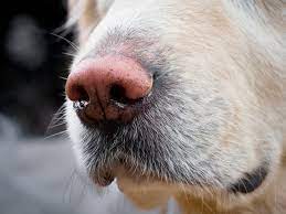 senior dog s dripping runny nose
