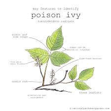 treat poison ivy when backng