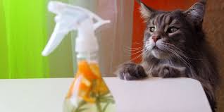 is vinegar bad for cats cats com