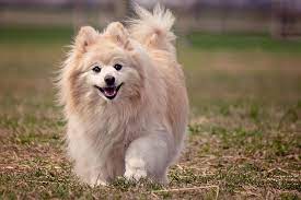 Pomeranian Dog Wallpaper HD for Android ...