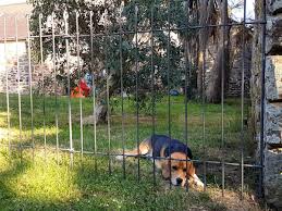 Ce problème peut mettre votre animal en danger, car s'il court ou saute à l'intérieur de la clôture, la barrière pour chien peut se retourner et. Cloture Pour Chiens Anneau Melabel Clotures