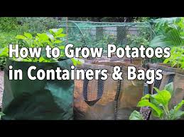 Growing Potatoes In Containers How To