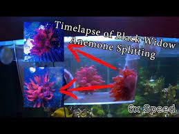 black widow anemone splitting timelapse