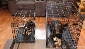 dog crate sizes how to size a dog