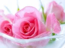 In this gallery rose we have 358 free png. Pink Rose Desktop Wallpapers Group 78