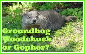 Did you dream about gophers? Groundhog Day Meaning Animal Facts Encyclopedia