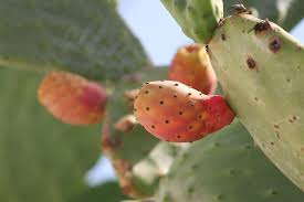 Prickly pears grow outdoors in u.s prickly pear roots are plentiful right beneath the soil surface, allowing the cactuses to quickly absorb. Prickly Pear Opuntia Cactus Free Photo On Pixabay