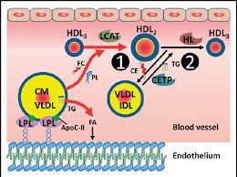 Ldl cholesterol differences, symptoms, causes (stds), treatment, and cure. High Density Lipoprotein Hdl Metabolism And The Mechanism By Which Download Scientific Diagram