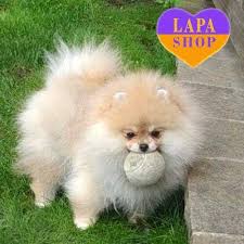 pomeranian puppies from ukraine for