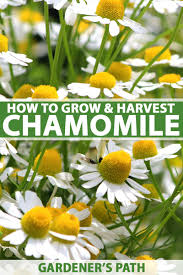 grow chamomile in your herb flower garden
