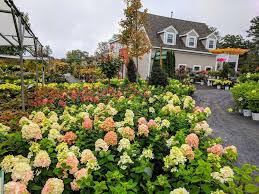 The focus is on customer service and offering. Seoane S Garden Center 551 Bedford St Abington Ma 02351 Usa