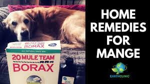 borax peroxide mange treatment for dogs