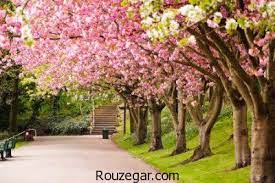 بی نظیرترین تصاویر بهاری با شکوفه های زیبای درختان در جهان - روزگار